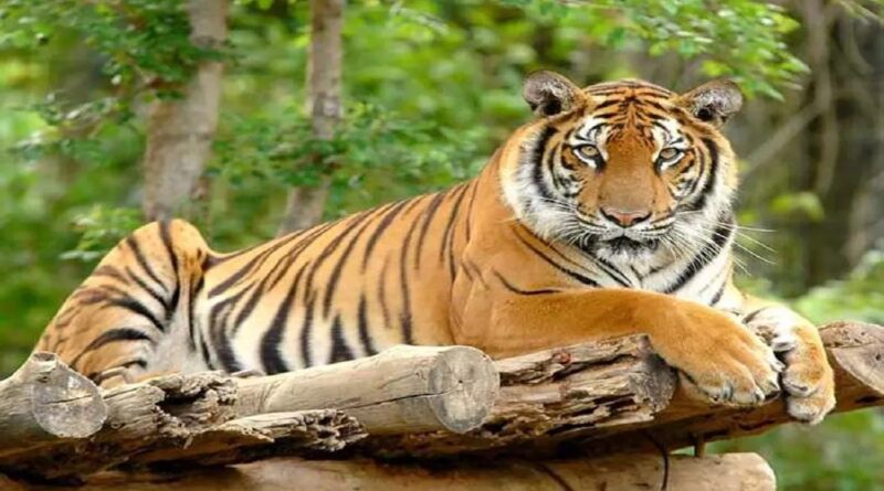 रामनगर के बासीटीला गांव मे बाघ ने युवक पर किया हमला, करीब सौ मीटर तक घसीटा शव , ग्रामीणों ने जताया आक्रोश, घंटो तक पार्क टीम को नही उठाने दिया शव