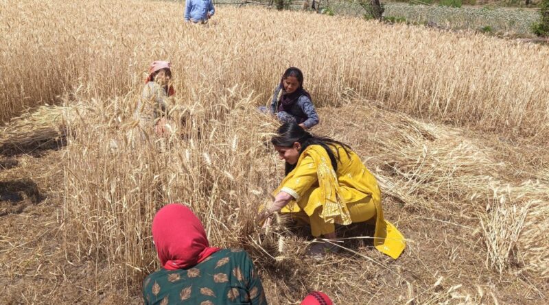 जिलाधिकारी सोनिका ने जीता सबका दिल,राजस्व ग्राम रायपुर मैं संपादित फसल कटाई प्रयोग के दौरन की गेंहू की कटाई 