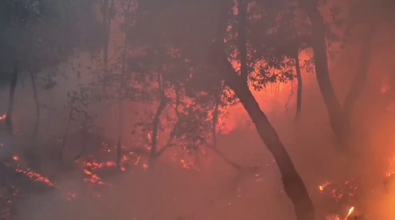 उत्तराखंड में वनाग्नि से हाहाकार, गढ़वाल में 23 जगह धधके जंगल, आरोप में तीन के खिलाफ मुकदमा दर्ज