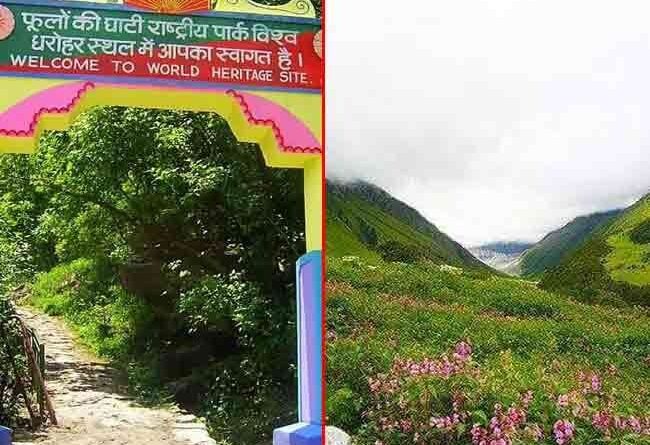 पर्यटकों के लिए खुली विश्व प्रसिद्ध फूलों की घाटी, प्राकृतिक रूप से खिलते हैं 500 दुर्लभ प्रजातियों के पुष्प, घांघरिया से भेजा गया यात्रियों का पहला दल