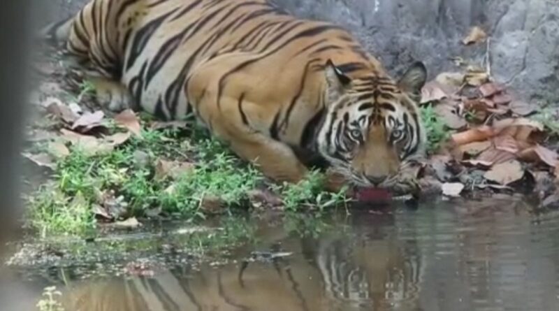 रामनगर क्षेत्र में एक और टाइगर सफारी जोन खोलने की तैयारी, बाघ के दीदार के लिए अब नया विकल्प, वन विभाग पूरी कोशिश में जुटा